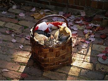 肉鸽动作游戏《地狱男爵：怀尔德之网》现已上市